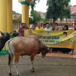 Peringati Idul Adha, DPD II Partai Golkar Kabupaten Gorontalo Gelar Penyembelihan Hewan Kurban
