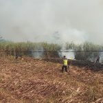 Kebakaran Lahan Tebu di Pekalongan Diduga Dipicu Puntung Rokok, Satu Hektare Hangus
