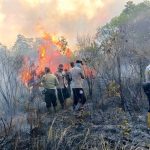 Kebakaran Taman Nasional Way Kambas Ludeskan 673,4 Hektare Hutan dan Lahan