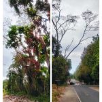 Dua Pohon Besar Rawan Tumbang di Jalan Gunung Awu Pakadoodan Bitung, Warga Minta Segera Ditangani